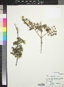 Philadelphus microphyllus image