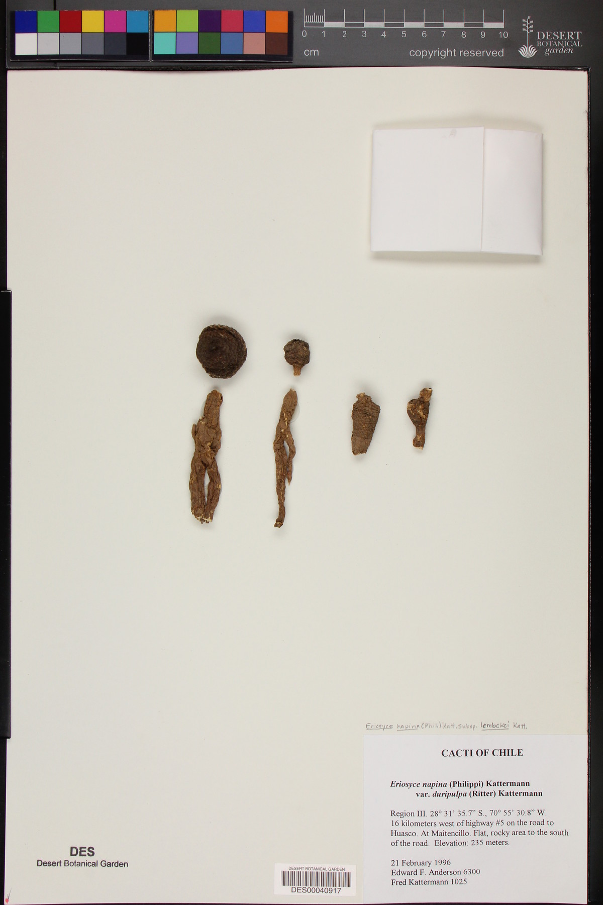 Eriosyce napina var. duripulpa image