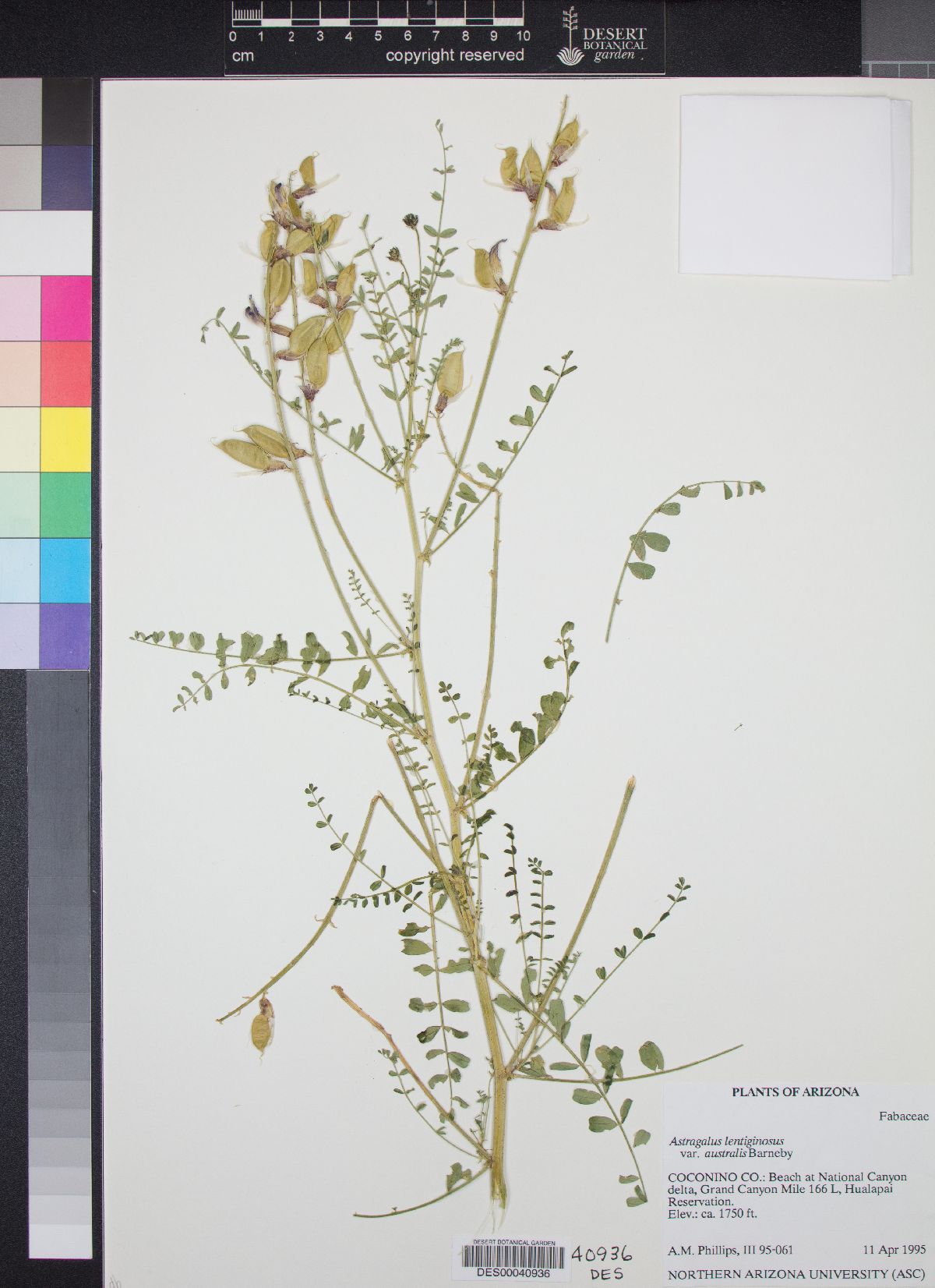 Astragalus lentiginosus var. australis image