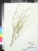 Ephedra fasciculata image