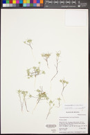 Eriastrum diffusum image