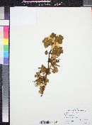 Fremontodendron californicum subsp. californicum image