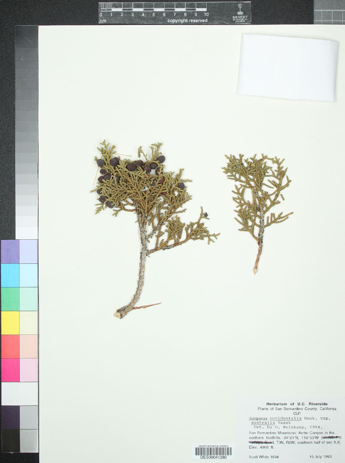 Juniperus occidentalis var. australis image