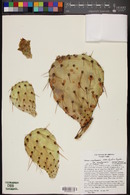 Opuntia engelmannii var. engelmannii image