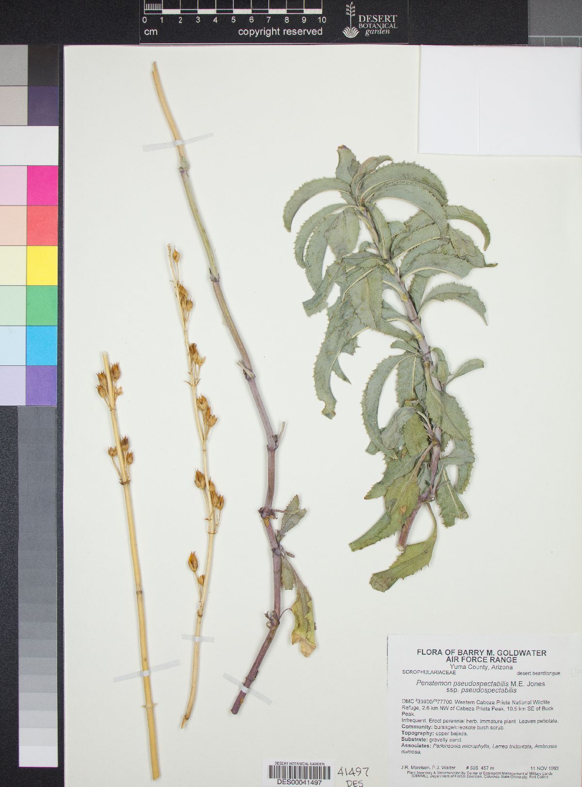 Penstemon pseudospectabilis subsp. pseudospectabilis image