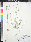 Thelesperma megapotamicum image