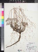 Eriogonum arizonicum image