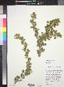 Ribes quercetorum image