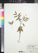 Bursera fagaroides image