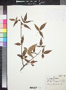 Bursera lancifolia image