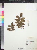 Bursera jorullensis image