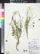 Thelesperma megapotamicum image