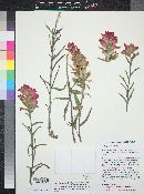 Castilleja integra image