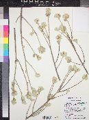 Leucophyllum candidum image