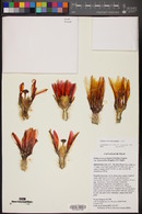 Echinocereus dasyacanthus image