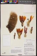 Echinocereus dasyacanthus image