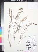 Macrosiphonia lanuginosa image
