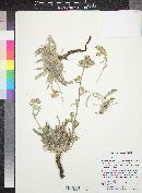 Cryptantha palmeri image