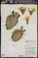 Opuntia polyacantha var. erinacea image