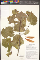 Cercis orbiculata image