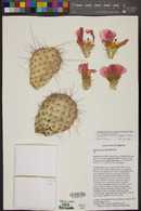 Opuntia polyacantha var. erinacea image