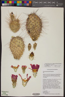 Opuntia polyacantha var. erinacea image