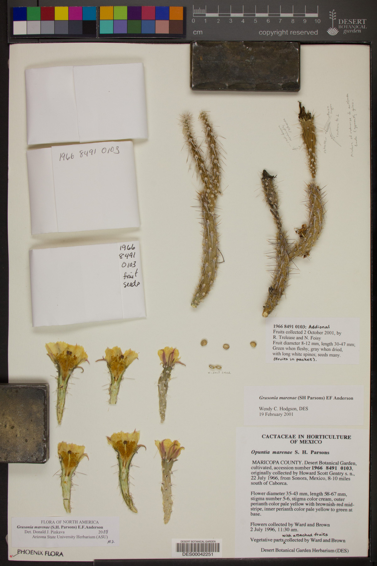 Corynopuntia marenae image