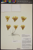 Ferocactus cylindraceus image