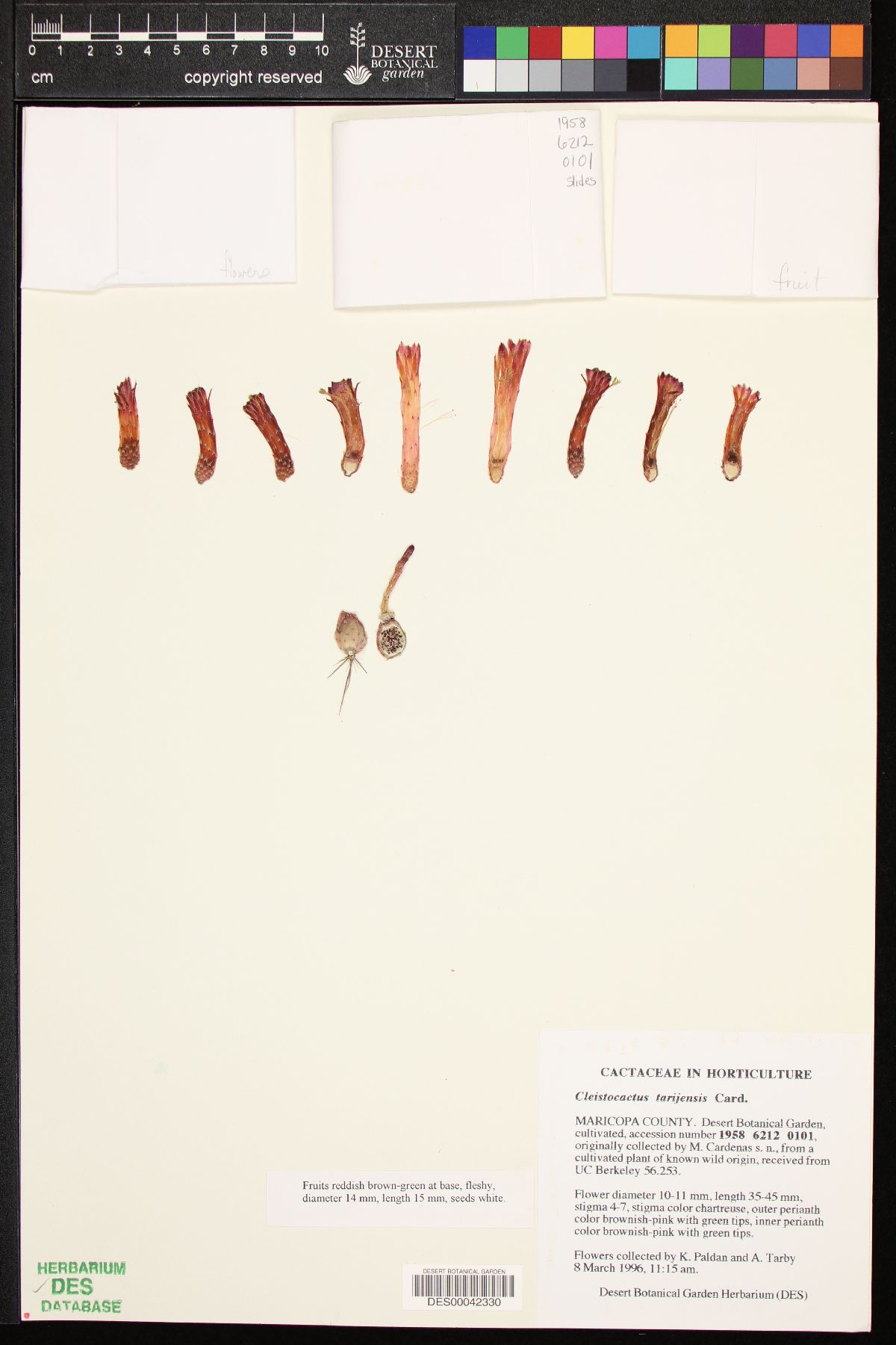 Cleistocactus tarijensis image