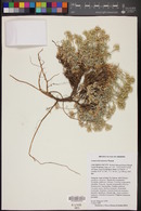 Physaria arizonica image
