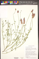 Dalea searlsiae image