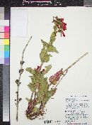 Penstemon eatonii image