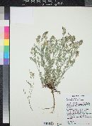 Astragalus humistratus image