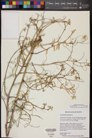 Sisymbrium altissimum image