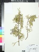 Juniperus californica image