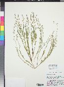 Polygala lindheimeri image