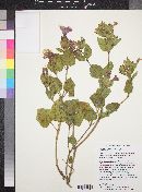 Mirabilis multiflora image