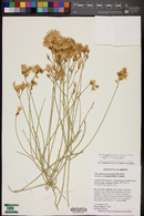 Ericameria nauseosa var. juncea image