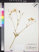 Aquilegia chrysantha image