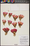 Echinocereus engelmannii image