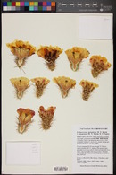 Echinocereus stolonifer subsp. tayopensis image