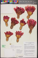 Echinocereus stramineus image