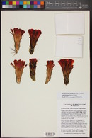 Echinocereus arizonicus subsp. matudae image