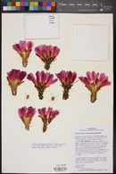 Echinocereus enneacanthus image