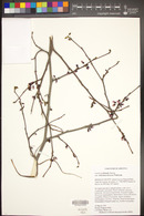 Cercis orbiculata image