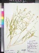 Lorandersonia salicina image