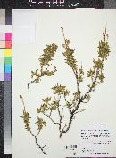 Chamaebatiaria millefolium image