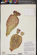 Opuntia basilaris var. longiareolata image