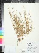 Ephedra viridis image