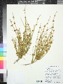 Ephedra viridis image